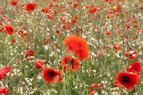 Poppy field with red poppies blowing in the wind Picture Board by Phil Crean