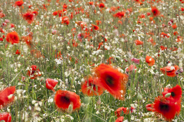 Poppy field with red poppies blowing in the wind Picture Board by Phil Crean