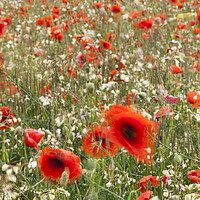 Buy canvas prints of Poppy field with red poppies blowing in the wind by Phil Crean