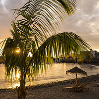 Buy canvas prints of Palm tree on Playa San Juan beach, Tenerife by Phil Crean
