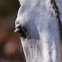 Buy canvas prints of A close up of a horse that is looking at the camera by Phil Crean