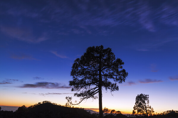 Canarian pine tree twilight Tenerife Picture Board by Phil Crean
