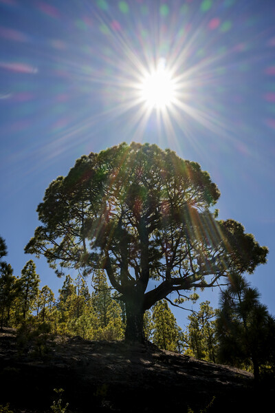 Canarian pine tree and sunflare Picture Board by Phil Crean