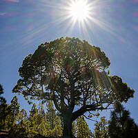 Buy canvas prints of Canarian pine tree and sunflare by Phil Crean