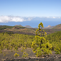 Buy canvas prints of Pine forest Tenerife by Phil Crean