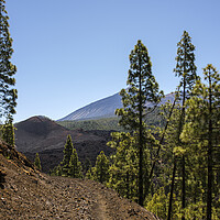 Buy canvas prints of Pine forest Tenerife by Phil Crean