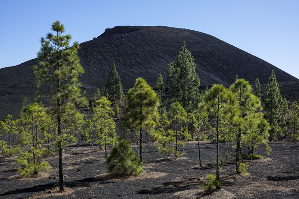 Pine trees in volcanic landscape Tenerife Picture Board by Phil Crean