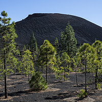 Buy canvas prints of Pine trees in volcanic landscape Tenerife by Phil Crean