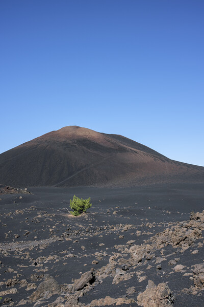 Lone pine in volcanic landscape Tenerife Picture Board by Phil Crean