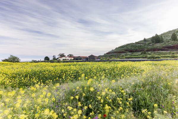 Long exposure yellow field, Tenerife Picture Board by Phil Crean