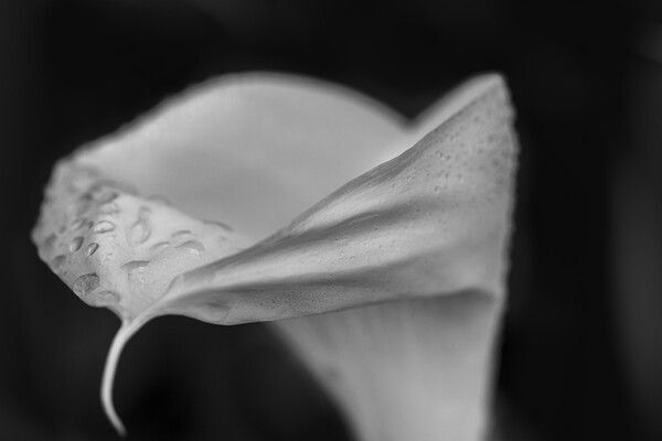 Black and white Cala Lily Picture Board by Phil Crean