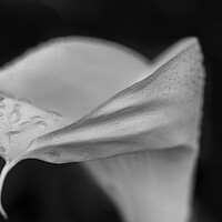 Buy canvas prints of Black and white Cala Lily by Phil Crean