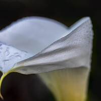 Buy canvas prints of Cala lily by Phil Crean