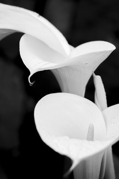 White lilies Picture Board by Phil Crean