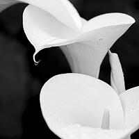 Buy canvas prints of White lilies by Phil Crean