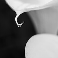 Buy canvas prints of White lilies and raindrop by Phil Crean