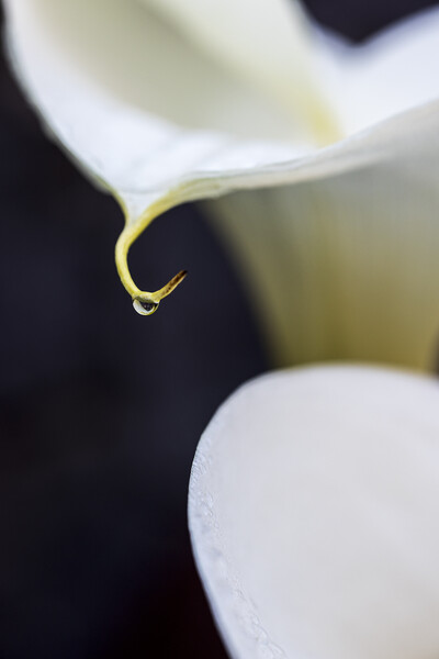 White lilies and rain drop Picture Board by Phil Crean