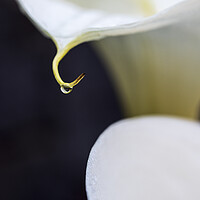 Buy canvas prints of White lilies and rain drop by Phil Crean