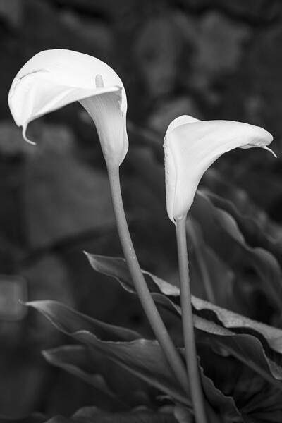 Cala lillies in black and white Picture Board by Phil Crean
