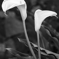 Buy canvas prints of Cala lillies in black and white by Phil Crean
