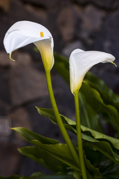 Aurum lillies Picture Board by Phil Crean