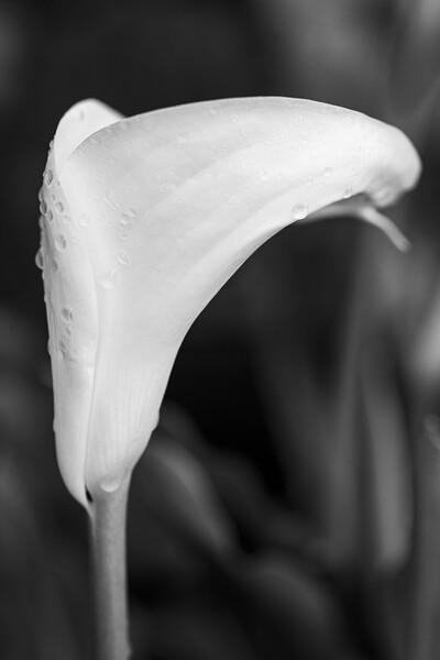 White lily and raindrops Picture Board by Phil Crean
