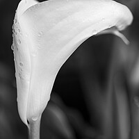 Buy canvas prints of White lily and raindrops by Phil Crean