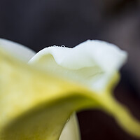 Buy canvas prints of White lily abstract by Phil Crean