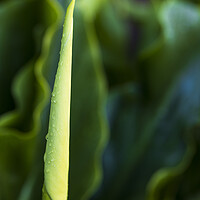 Buy canvas prints of Lily bud by Phil Crean