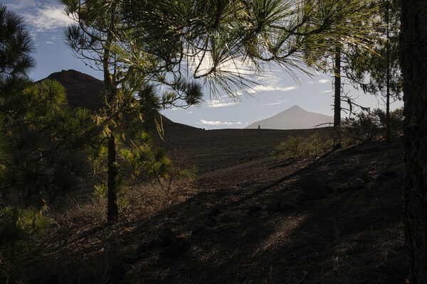 Mount Teide Tenerife Picture Board by Phil Crean