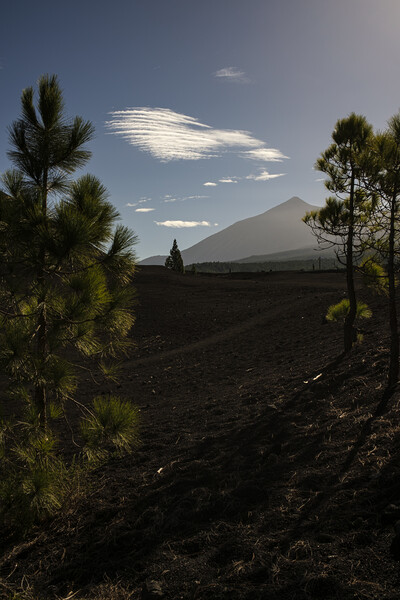 Mount Teide through pines Tenerife Picture Board by Phil Crean