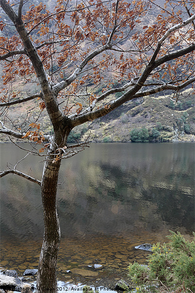 Tree and lake, Glendalough Ireland Picture Board by Phil Crean