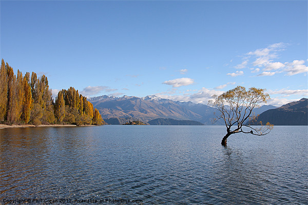 Tree Lake Wanaka New Zealand Picture Board by Phil Crean