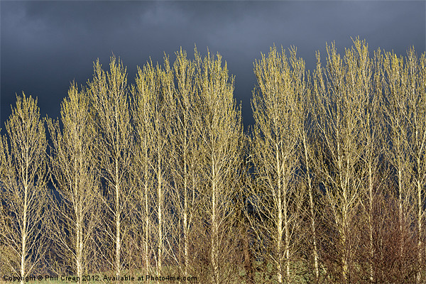 Poplar trees Picture Board by Phil Crean