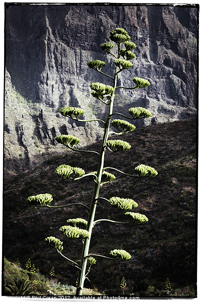 Agave flower Picture Board by Phil Crean