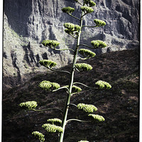 Buy canvas prints of Agave flower by Phil Crean