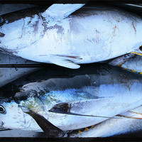 Buy canvas prints of Yellow fin tuna by Phil Crean