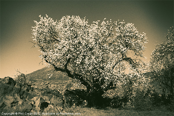 Almonds in flower Picture Board by Phil Crean