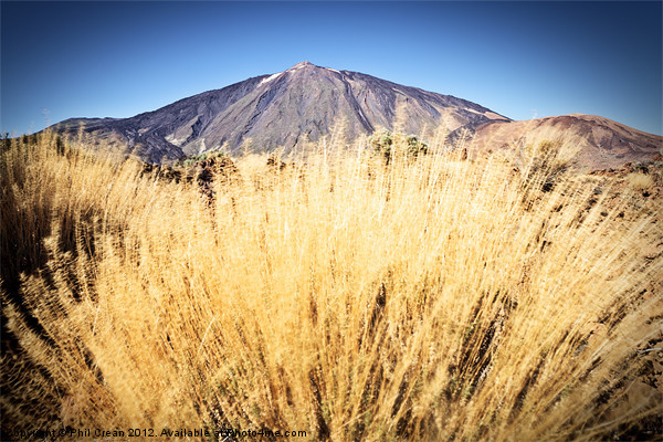 Golden grass and Teide Picture Board by Phil Crean