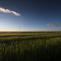 Buy canvas prints of  Cornfield & Telegraph pole at dusk by Phil Crean