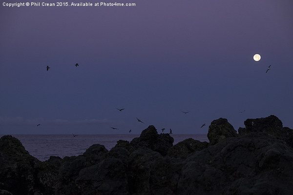 Full moon, seagulls, rocks, at the coast at dawn Picture Board by Phil Crean