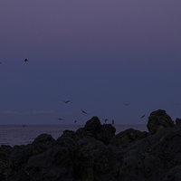 Buy canvas prints of  Full moon, seagulls, rocks, at the coast at dawn by Phil Crean