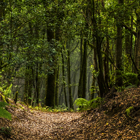 Buy canvas prints of  Woodland path. by Phil Crean