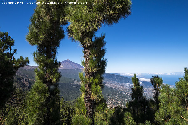  Mount Teide viewed through pine trees, Tenerife. Picture Board by Phil Crean