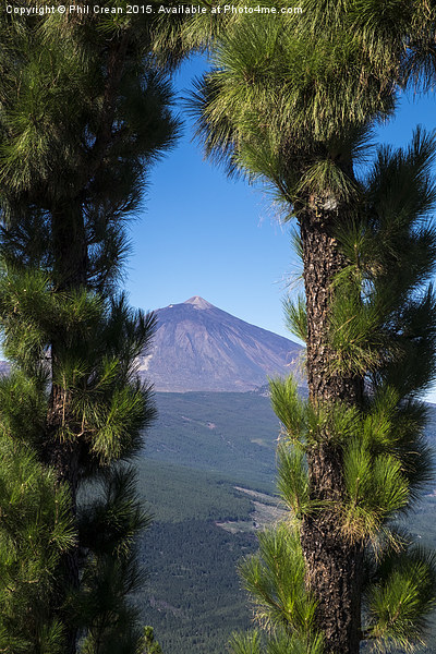  View of Mount Teide through arch of pine trees, T Picture Board by Phil Crean