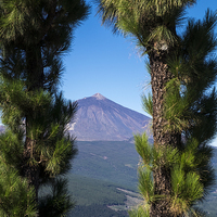 Buy canvas prints of  View of Mount Teide through arch of pine trees, T by Phil Crean