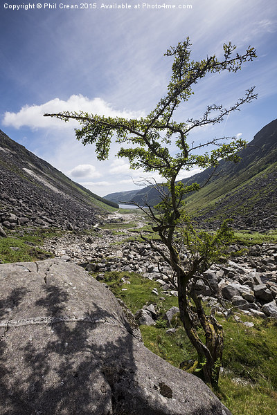 Glendalough valley and tree, Ireland Picture Board by Phil Crean