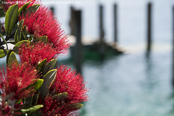  Pohutukawa flowers, New Zealand Picture Board by Phil Crean