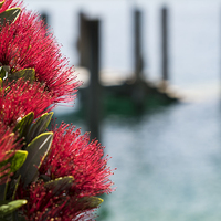 Buy canvas prints of  Pohutukawa flowers, New Zealand by Phil Crean