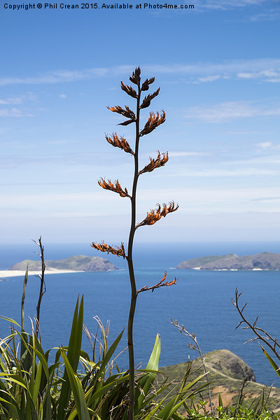  Phormium tenax flax, New Zealand Picture Board by Phil Crean
